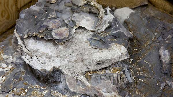 VIDEO: Penn Museum rediscovers ancient skeleton in storage