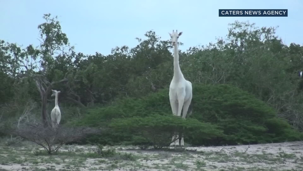 VIDEO: Extremely rare white giraffes spotted in Kenya