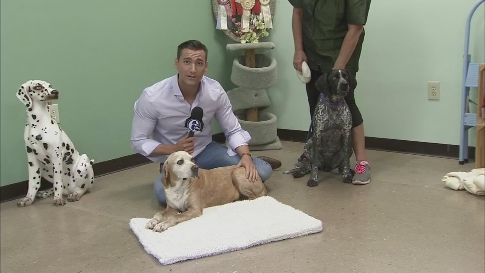 Dogs rescued from storm drain in Pennsylvania - ABC7 New York