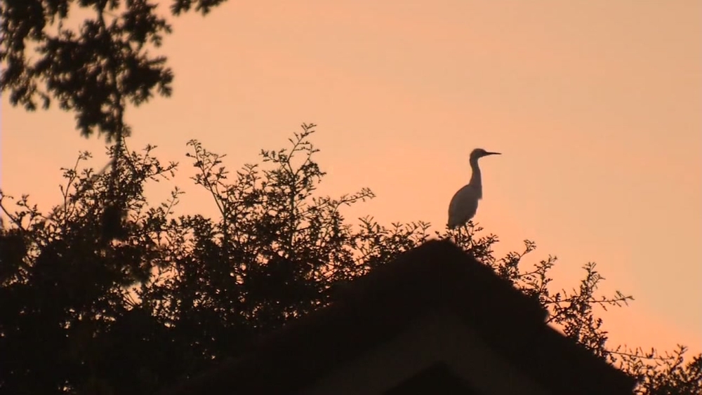 Brentwood family terrorized by flock of nesting birds protected by state lawmakers 