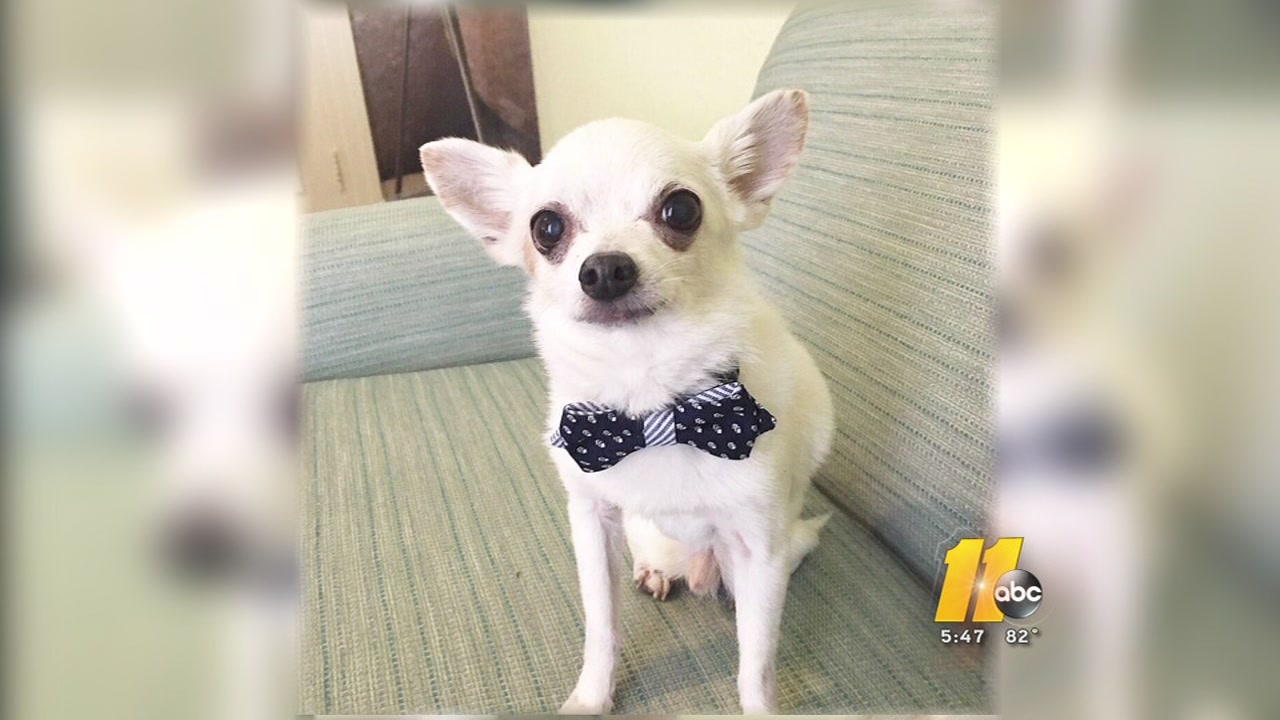 Hurricane Irma Evacuee needs your help to find deaf dog in Raleigh 