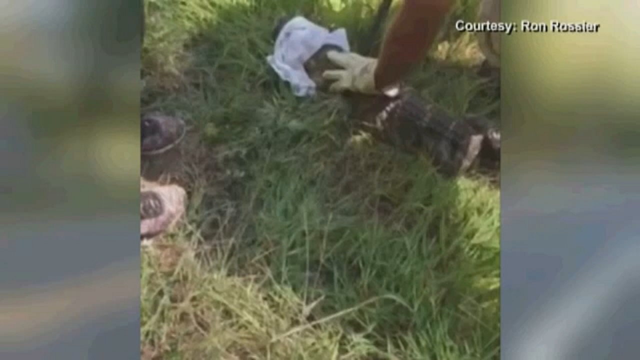 Alligator found on campground in Rhode Island