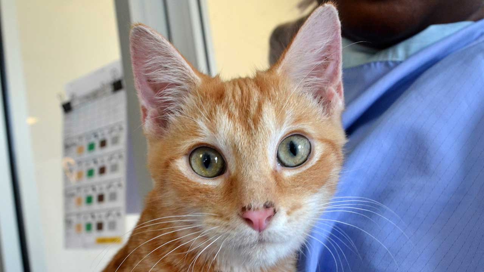 PHOTOS 34 kittens arrive at PAWS Chicago from shelters hit by