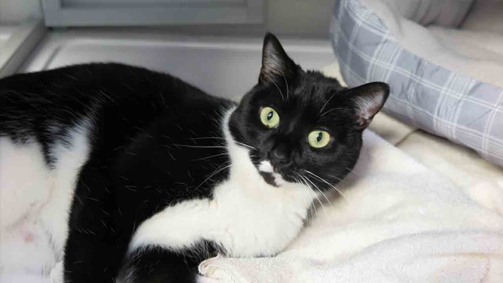 PHOTOS Cats available for adoption at Safe Haven for Cats ABC11