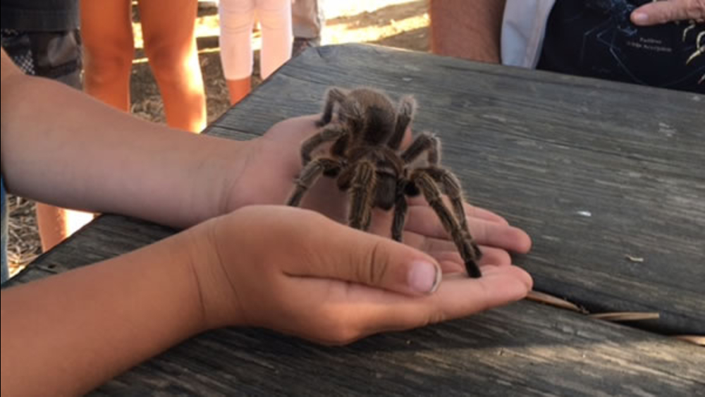 Hikers crawl up Mt. Diablo to spot tarantulas