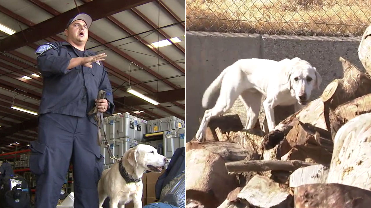 LA rescue dogs heading to Puerto Rico