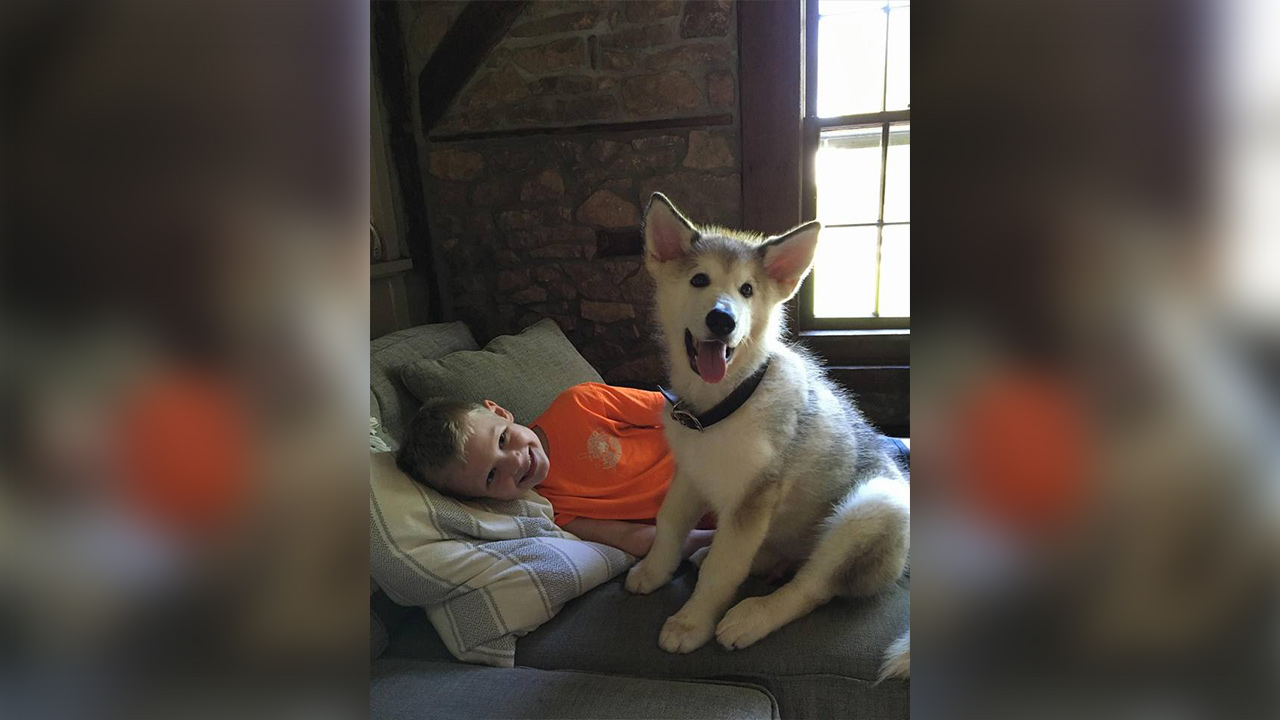 Dog mistakenly shot, killed by hunter with crossbow in New Jersey