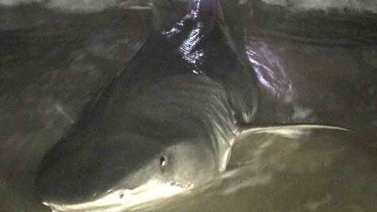 Angler catches 12foot shark at Topsail Beach ABC11 RaleighDurham
