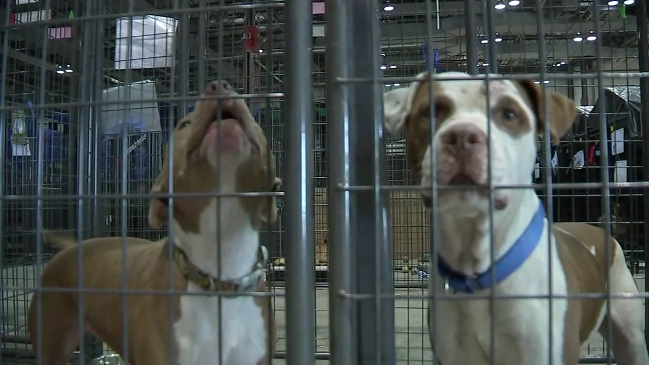Dog adoption at NRG shelter postponed after outbreak