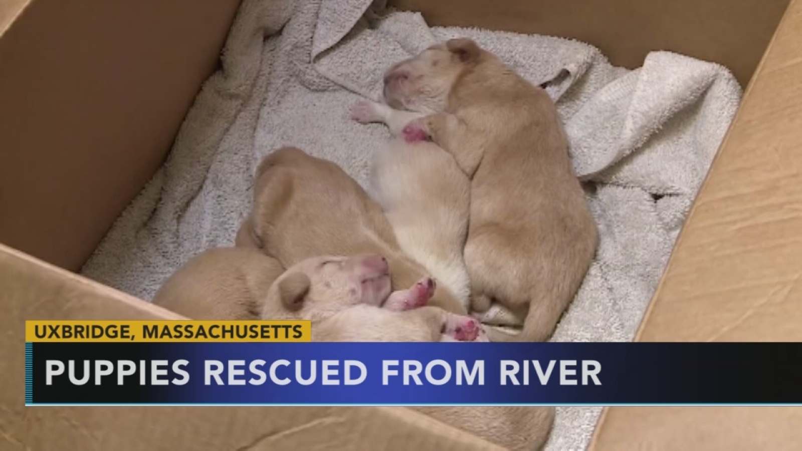 Police 6 puppies thrown in river rescued by kayakers 6abc Philadelphia
