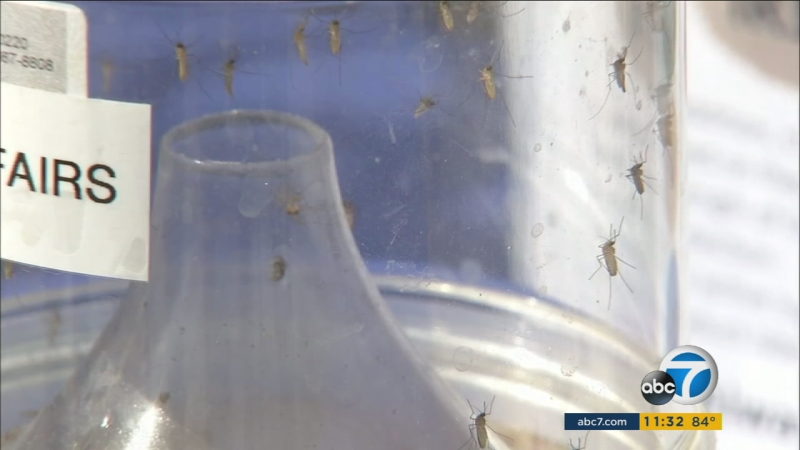 Southern California mosquito season brings disease danger ABC7 Los