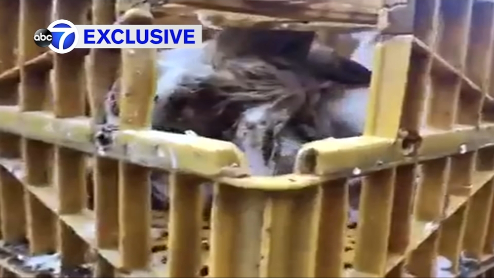 Raw video: Chicken ritual in Brooklyn