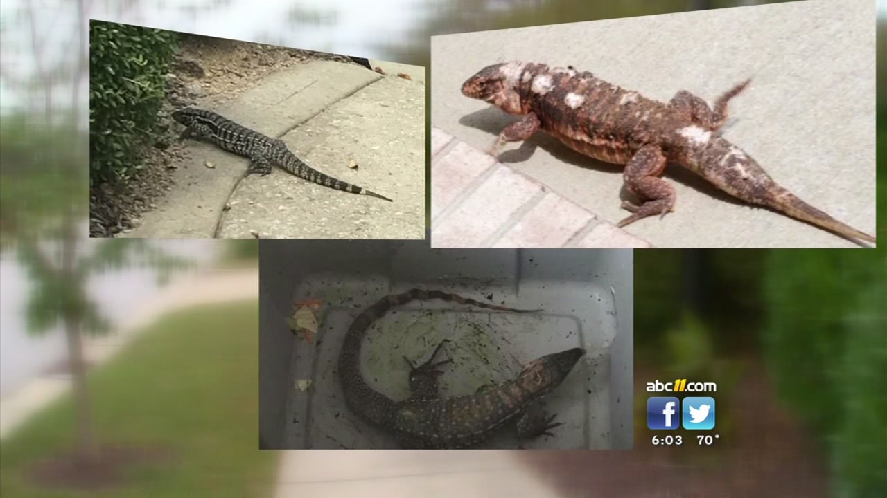 Lizards on the loose in Wake Forest not venomous