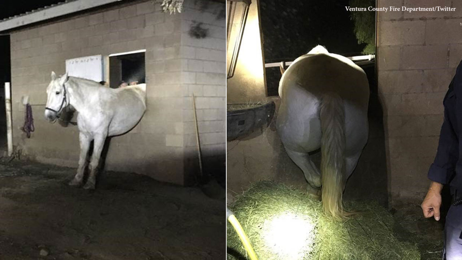 Ventura County horse gets itself stuck in corral trying 'to be with