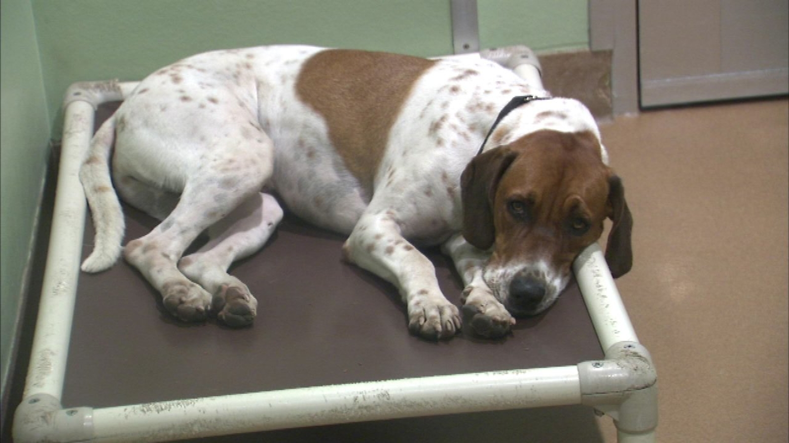 'Pet for Vets' waives adoption fees for veterans on Veterans Day ABC7