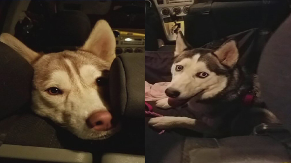 2 huskies found abandoned with note at Woodward Park
