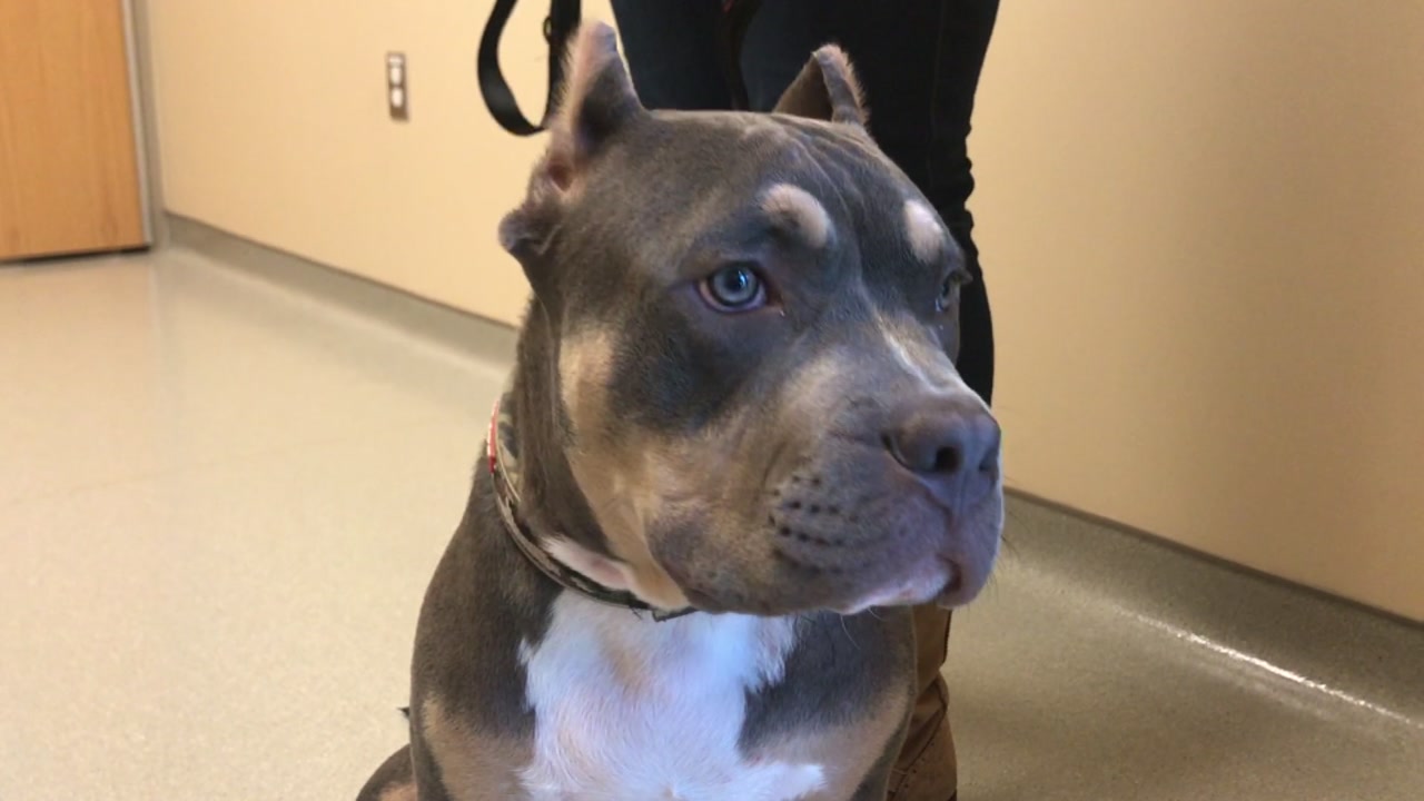 Could studying dogs crack the cure to cancer for humans?