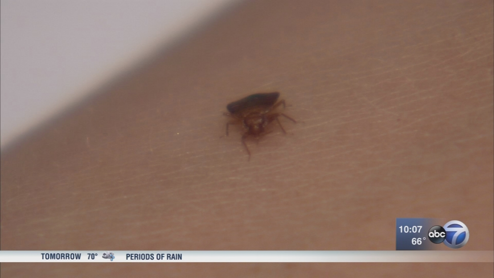 UIC investigating suspected case of bed bugs in dorm ABC7 Chicago