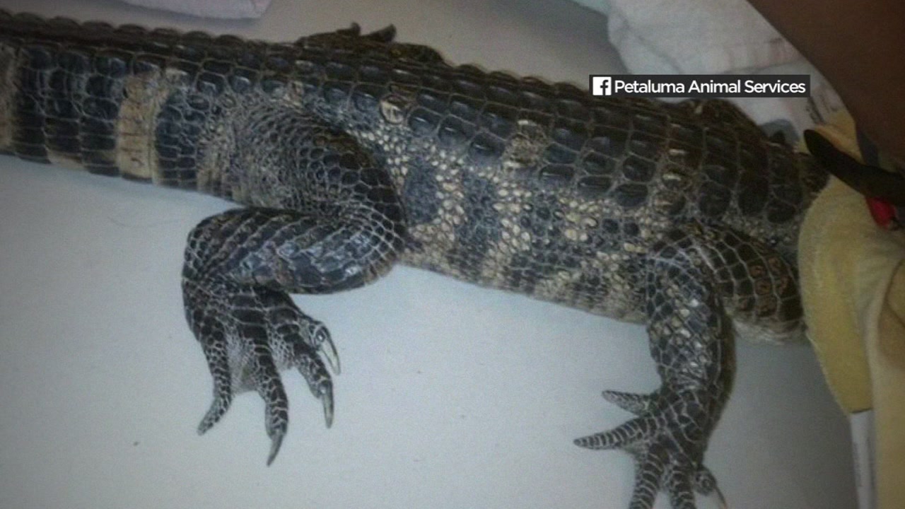 Strange call leads Petaluma animal control to alligator in backyard