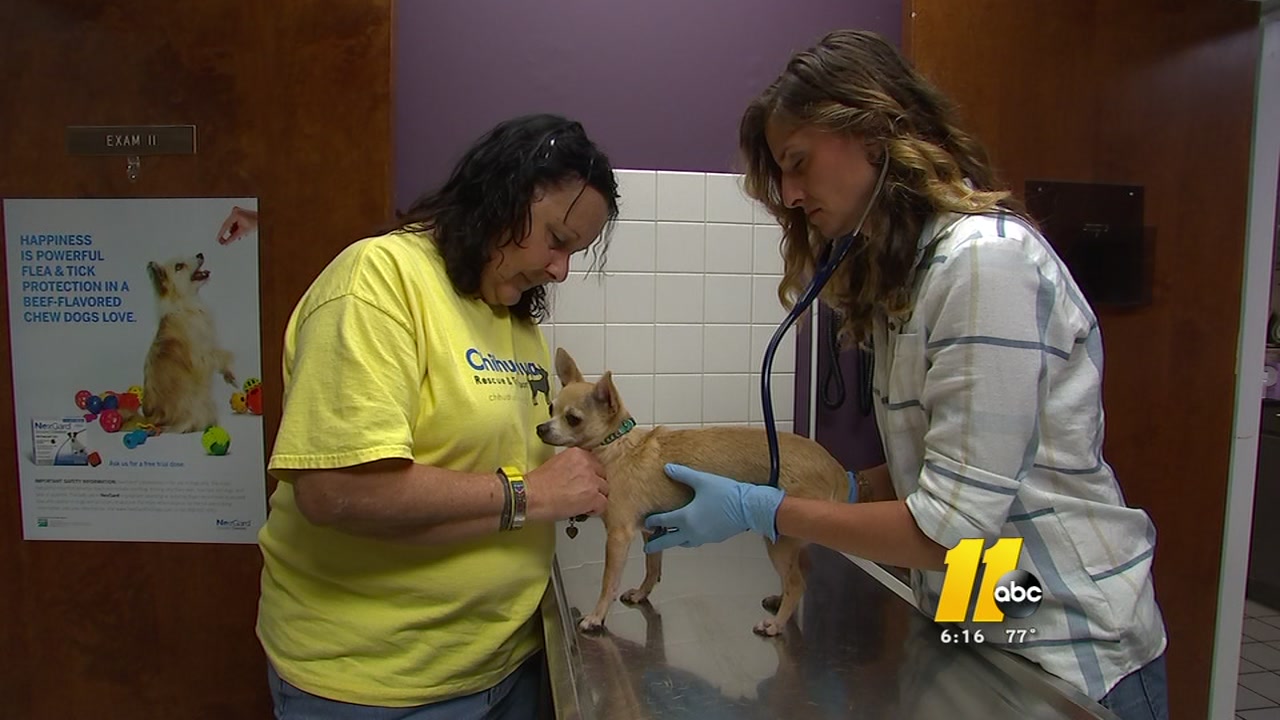 Hurricane rescue dogs being nursed back to health in Raleigh