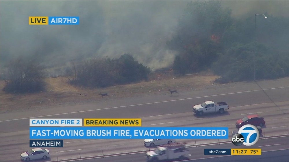 Wildlife flees flames from Anaheim Hills brush fire