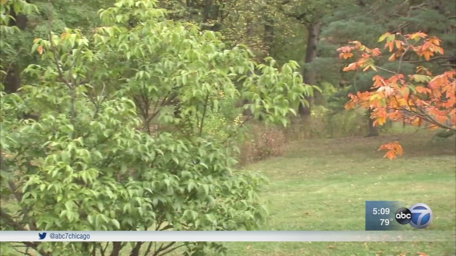 Drought, warm weather dulls fall foliage - ABC7 Chicago