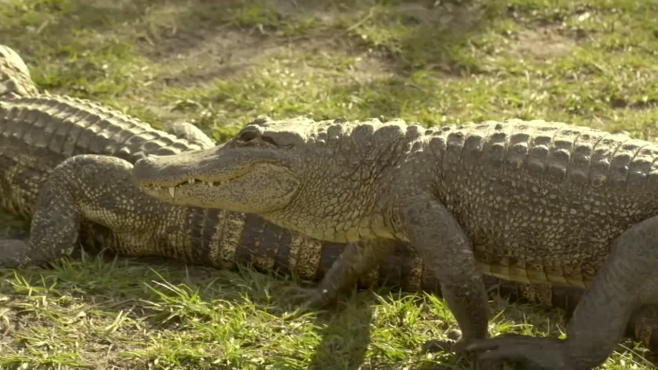 Florida theme park loans 60 gators to Beaumont park