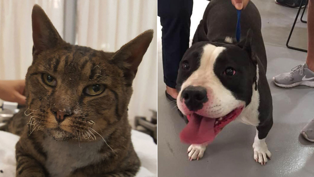 LOST PETS: Cat with singed whiskers found in wildfire