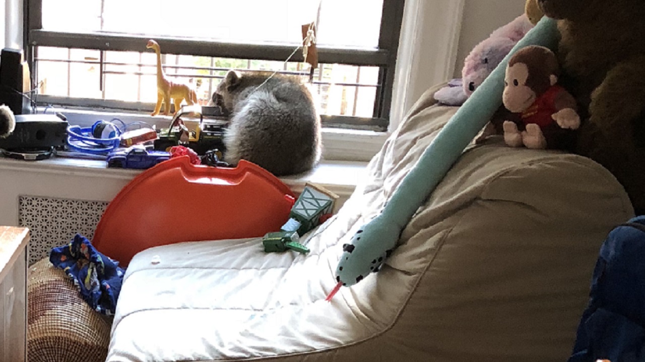 Raccoon makes its way into Upper West Side apartment