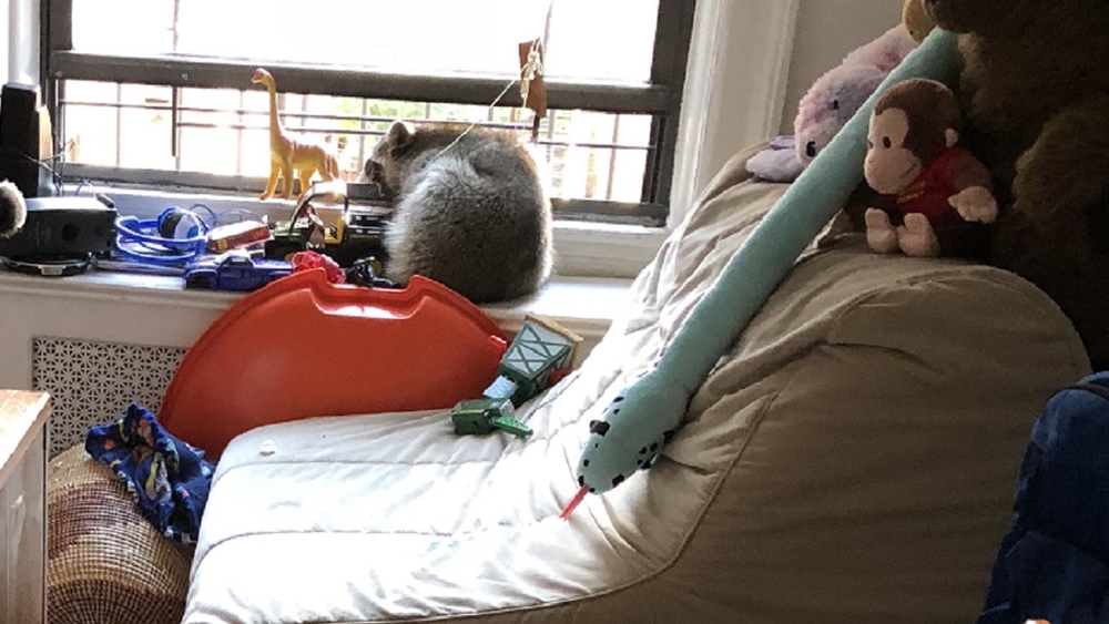 Raccoon makes its way into Upper West Side apartment