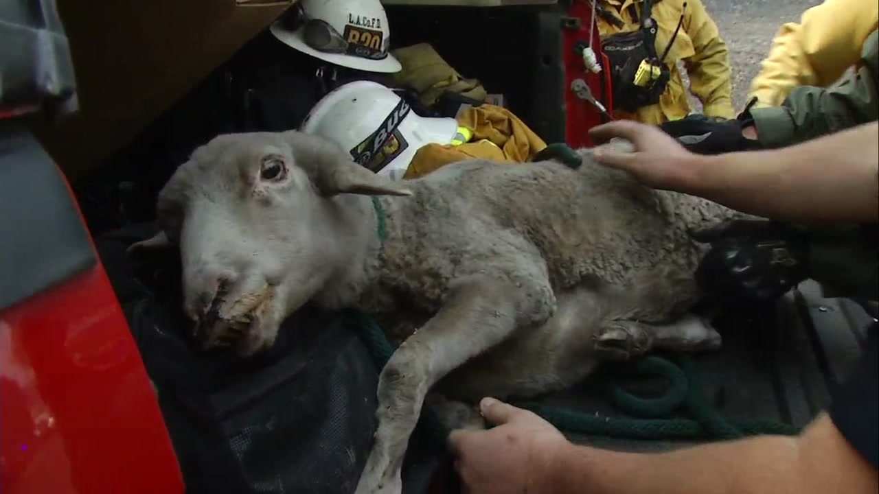 Animals found alive after wildfire tears through Santa Rosa home