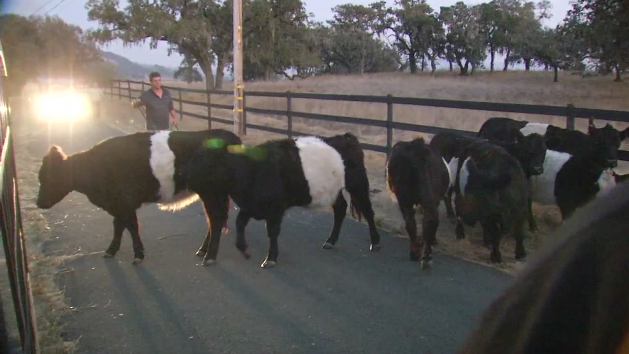 Some Santa Rosa residents with live stock refuse to leave as wildfires rage nearby