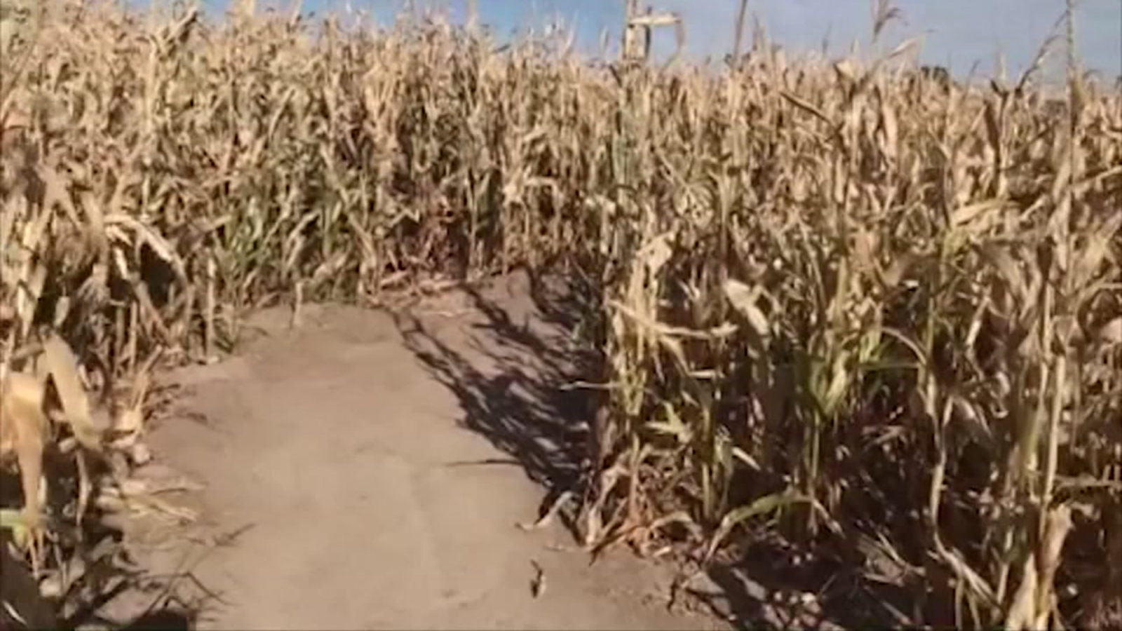Boy lost at Utah corn maze spends night in welfare custody ABC13 Houston