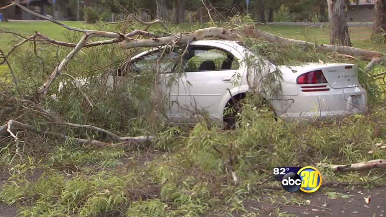 Large tree branch falls on car in Roeding Park ABC30 Fresno