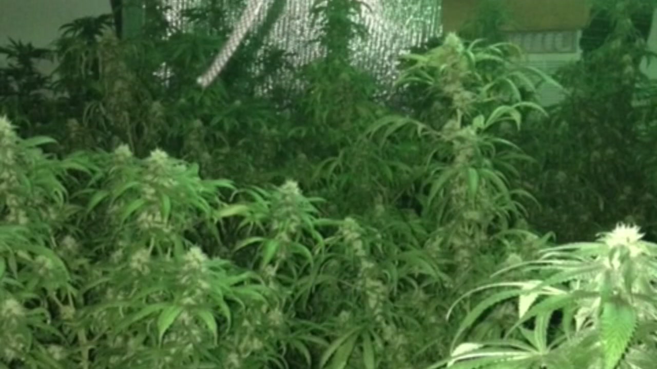 Men charged in pot growing operation
