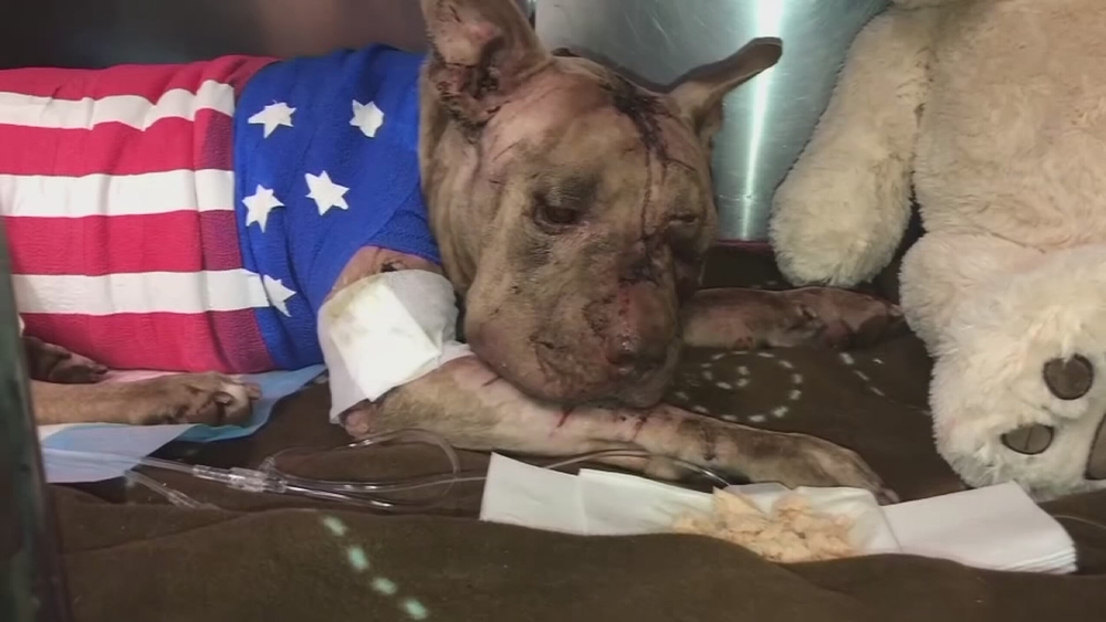 Dog dies after being stabbed, shoved into suitcase
