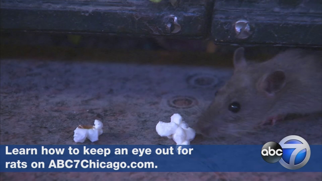 Orkin names Chicago rattiest city in US for 3rd year in a row