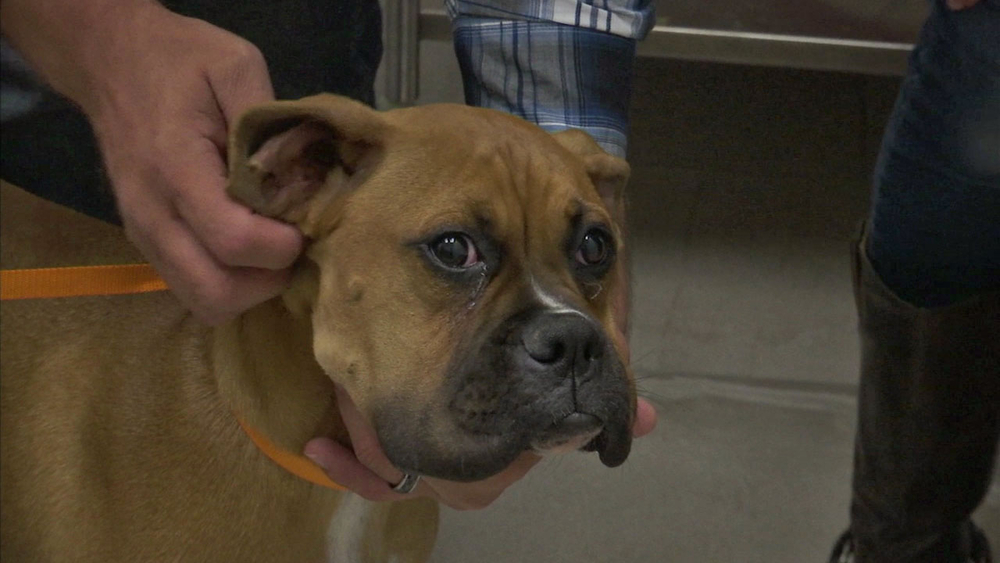 Dog saves 10-year-old boy from rattlesnake in Lancaster