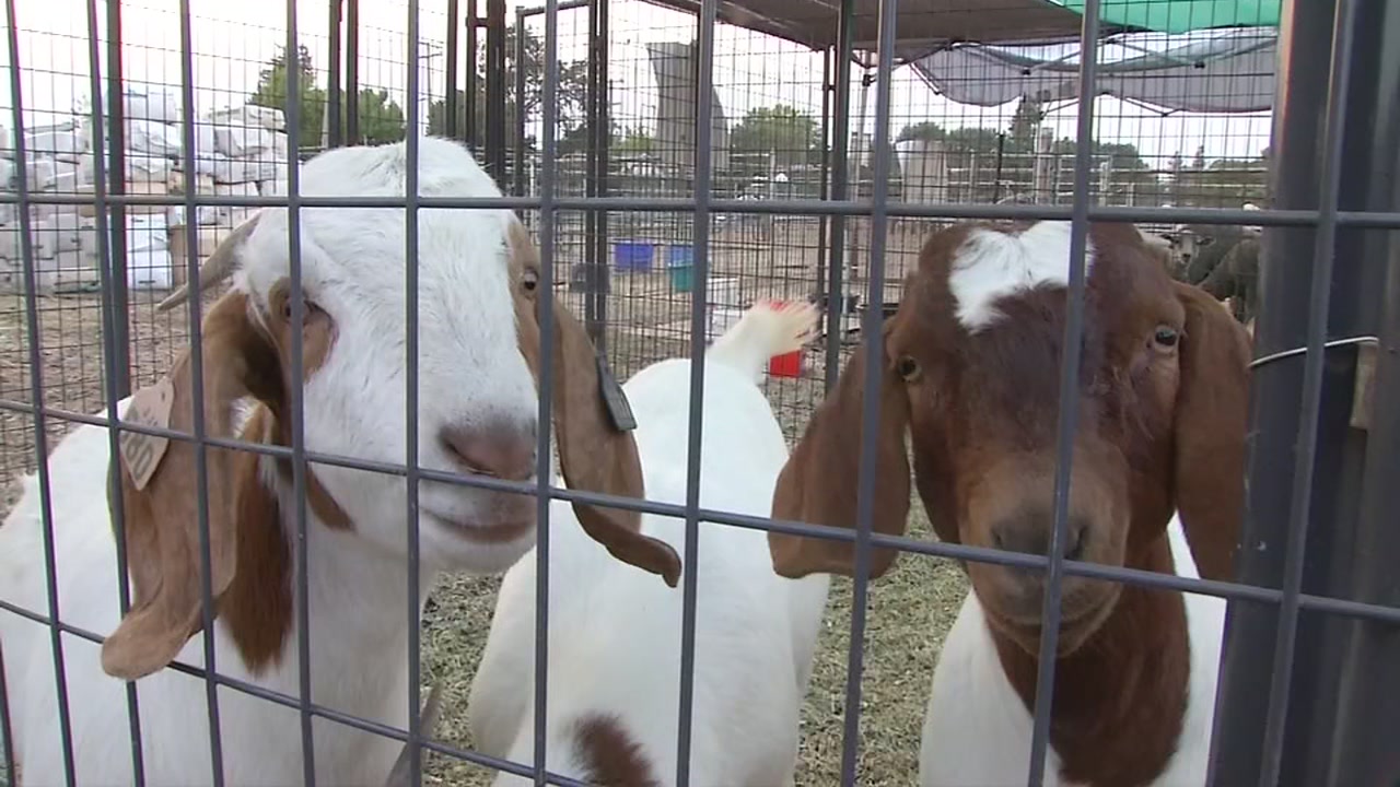 Napa high school students help rescue animals from North Bay fires