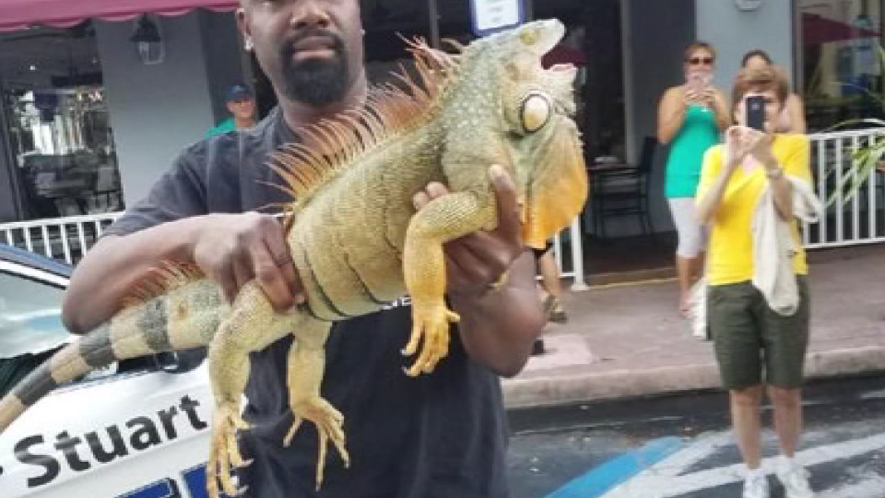 Iguana captured