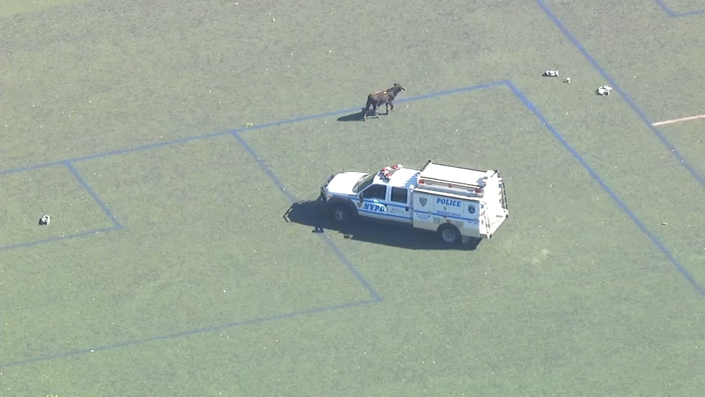Compilation: Bull on the loose in Brooklyn park