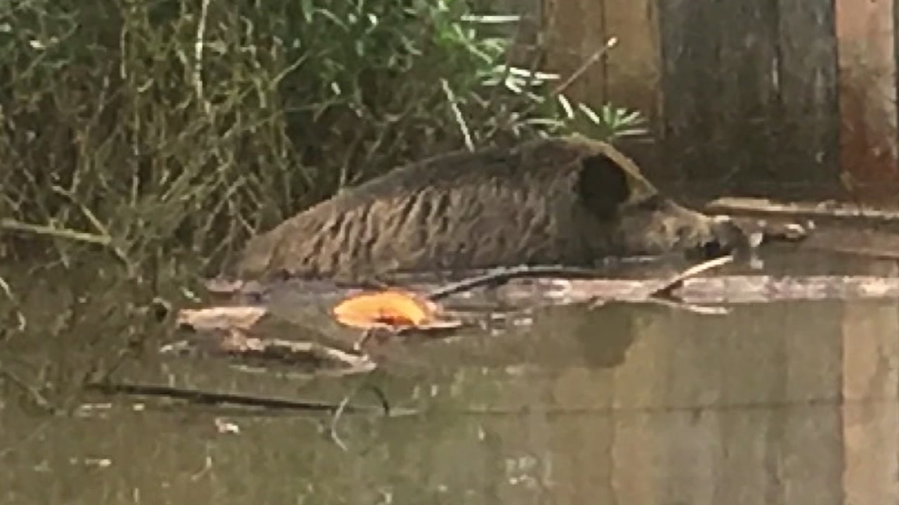 Wild hogs leave behind mess in Cinco Ranch