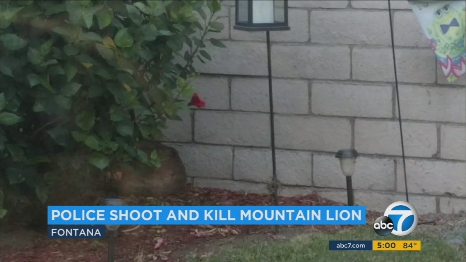 Mountain lion killed in Fontana neighborhood after it charged at ...