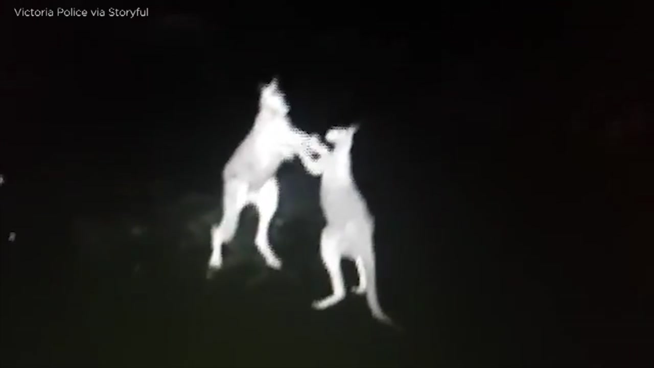 VIDEO: Infrared camera catches kangaroo fight in Australia