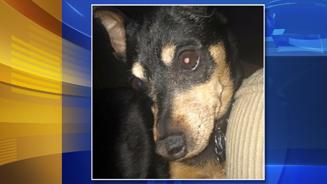 Dog thought to be put down turns up at vet worker's home