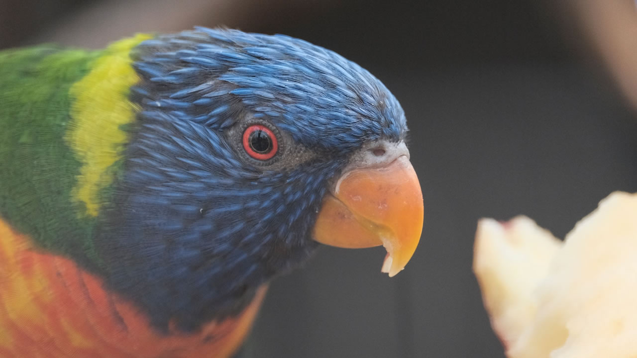Thousands of animals, Safari West surviving North Bay fires is a 'miracle'
