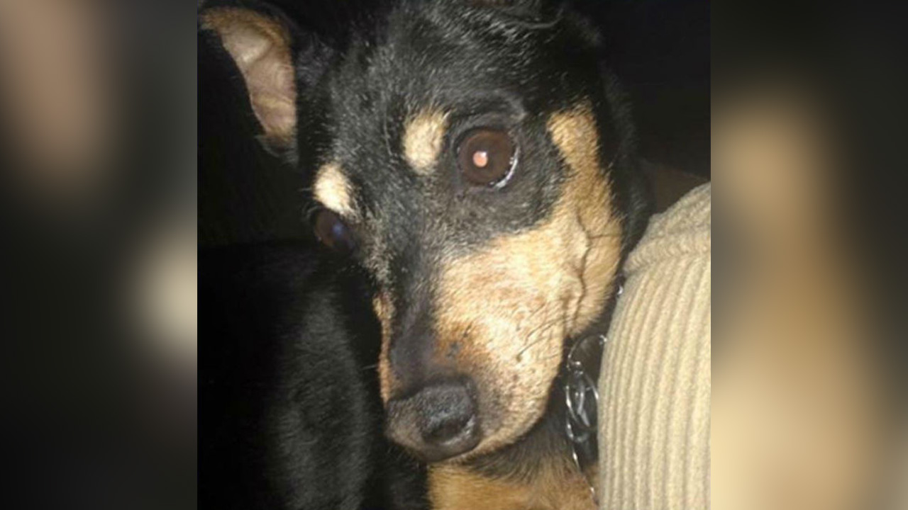 Dog thought to be put down turns up at vet worker's home