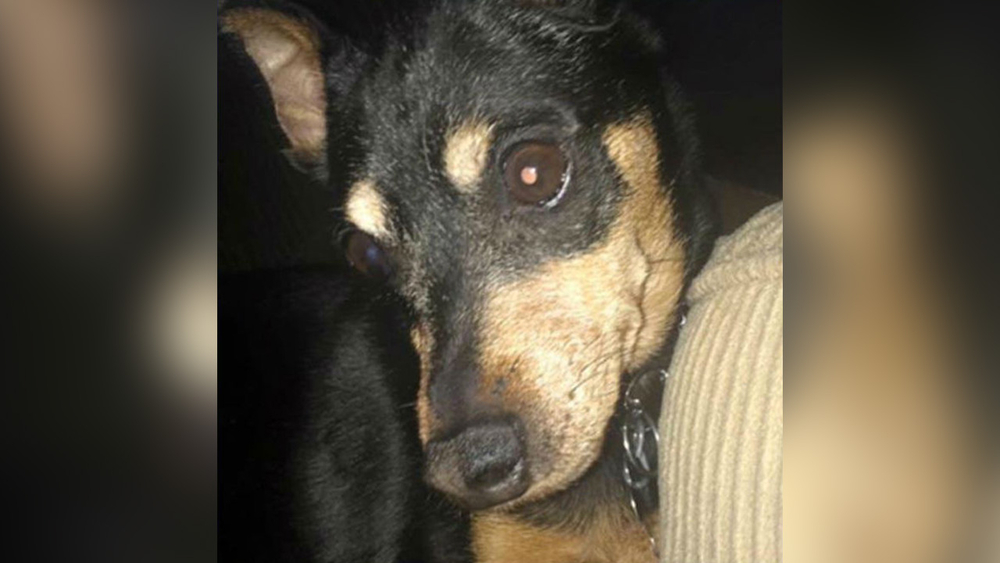 Dog thought to be put down turns up at vet worker's home