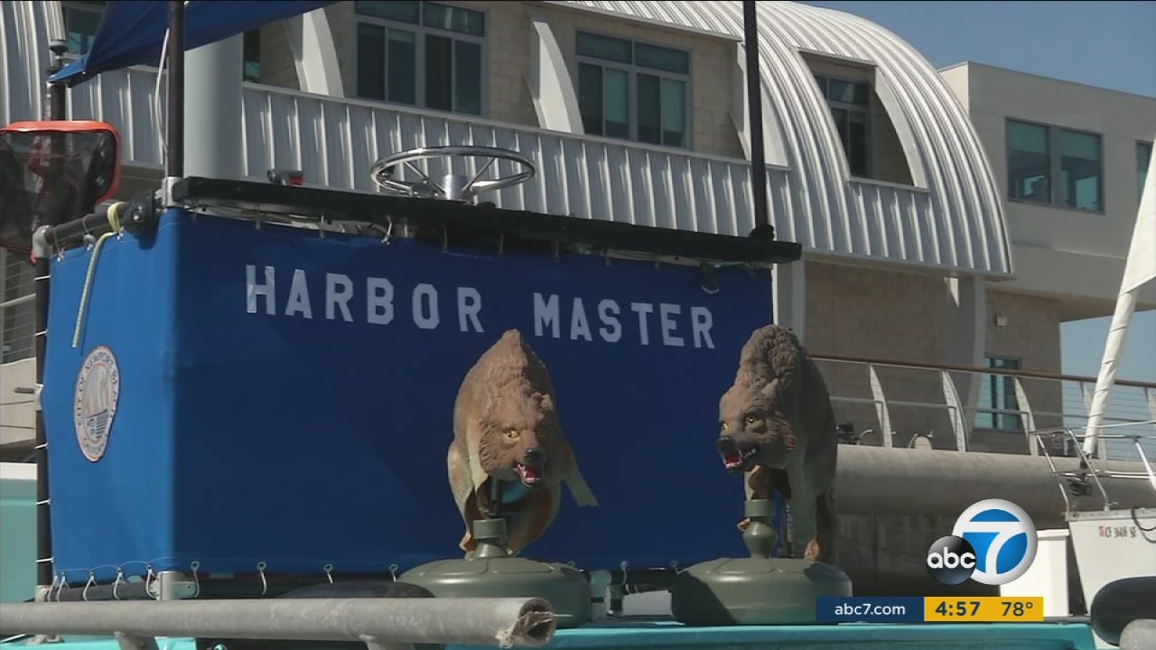 Newport Beach using fake coyotes to help deter sea lions