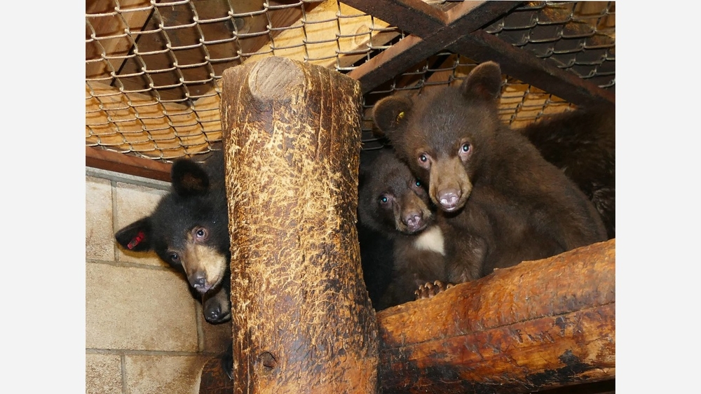4 Tahoe bears under quarantine after testing positive for rare virus